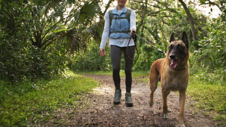 Hiking With Dogs: Safety Tips and Essential Gear